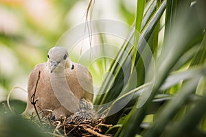 Dove bird sitting in the nest on a palm tree