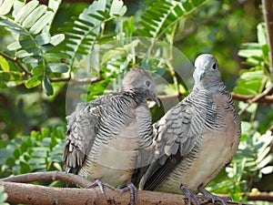 Dove bird on a tree branch at a park in Thailand