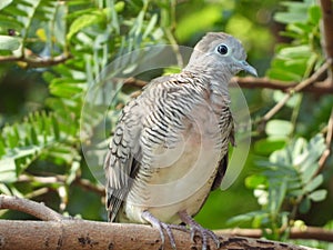 Dove bird on a tree branch at a park in Thailand