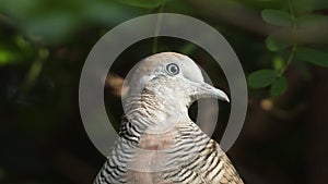 Dove bird on a tree branch at a park in Thailand