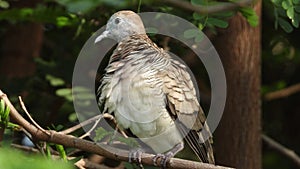 Dove bird on a tree branch at a park in Thailand