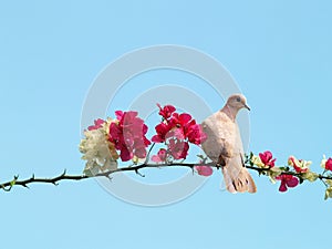 Dove on blossoming branch