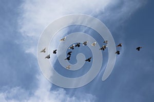 Dove. blue . sky background,