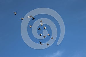 Dove. blue . sky background,