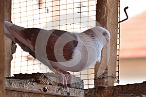 Dove with brown wings in cage with open door