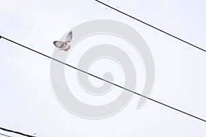 Dove captured midflight, wings spread wide, soaring in the air photo