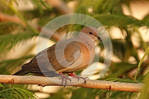 Dove or Carolina pigeon or Carolina turtle dove