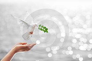 Dove carrying leaf branch photo