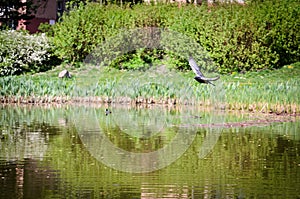 Dove caught in flight at the lake. Motion and speed, large background blur.