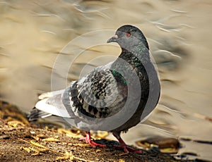 Dove in city spring park by the pond, bird pigeon outdoors