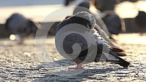 A dove is cleaning its feather on a grey pavement in slow motion