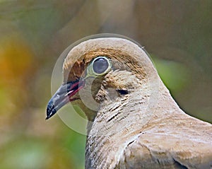 Dove photo