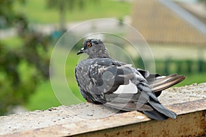 Dove Columbidae popular city bird photo