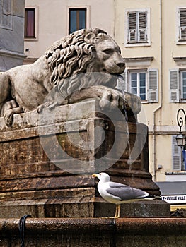 a gull under the stone lion, Ajaccio, Corsica, France photo