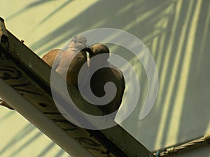 Dove Couple snuggling in urban locality