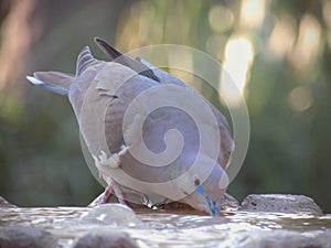 Dove drinking water from a street fountain in a hot summer day