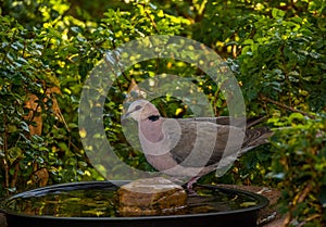 Dove drinking water in urban garden