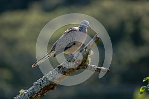 A dove on the tree brunch