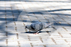 Dove eating bread