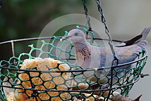 Dove eating bread