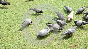 Dove eating food on a green lawn in the daytime.