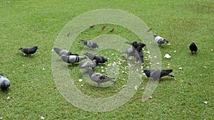 Dove eating food on a green lawn in the daytime.