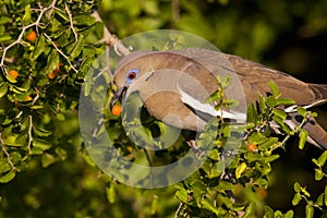 Dove eating fruit II