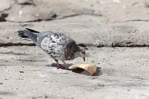 Dove eating a piece of bread