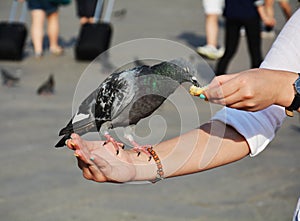 Dove eating, in St. Mark's Square, Venice
