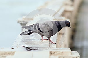 Dove on the embankment of the river.