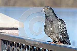 Dove on the embankment of the river. Close-up. Portrait of a disheveled bird