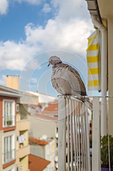 Dove-everyday visitor photo