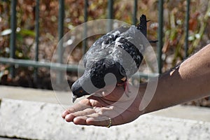 A Dove, feeding from man`s hand.