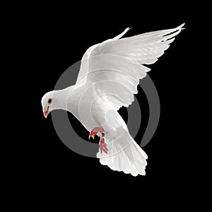 Dove in flight photo