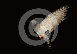 Dove in flight against black background