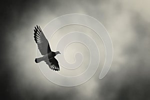 Dove in flight against cloudy sky in monochrome