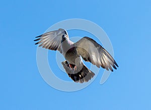 Dove in flight against the sky.