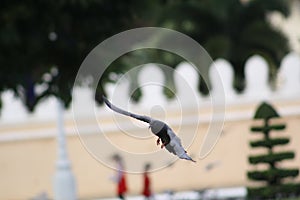 Dove in flight down