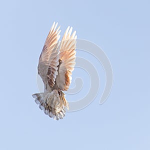 Dove in flight in the sky