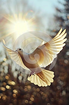 dove in flight with a sun and light bridging in photo