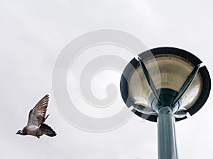 Dove in flight under a cloudy sky