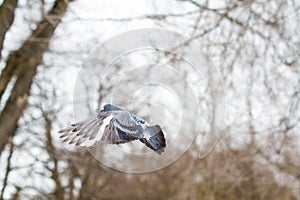 Dove in flight. Winter park