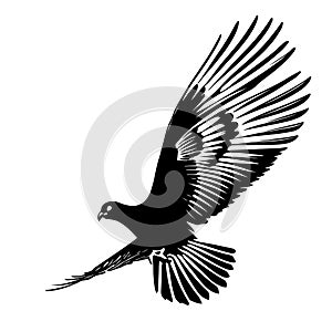 Dove in fly closeup. Also good for tattoo. Editable vector monochrome image with high details isolated on white