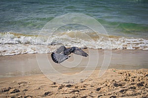 Dove flying to the sea at the Gordon beach. Tel Aviv, Israel.