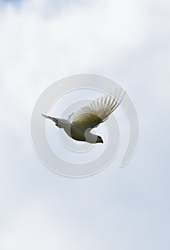 dove flying under white clouds