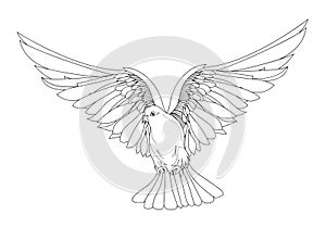 Dove in free flight. Isolated vector on background.