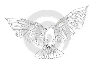 Dove in free flight. Isolated vector on background.