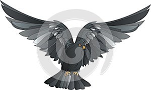 Dove in free flight. Isolated on white background