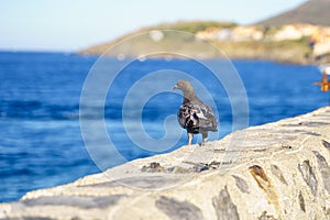 Dove in front of the sea