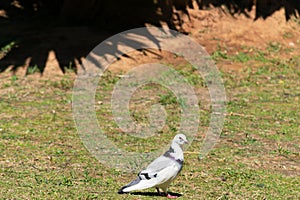 Dove in Garden of the Nations Park in Torrevieja. Alicante, on the Costa Blanca. Spain.